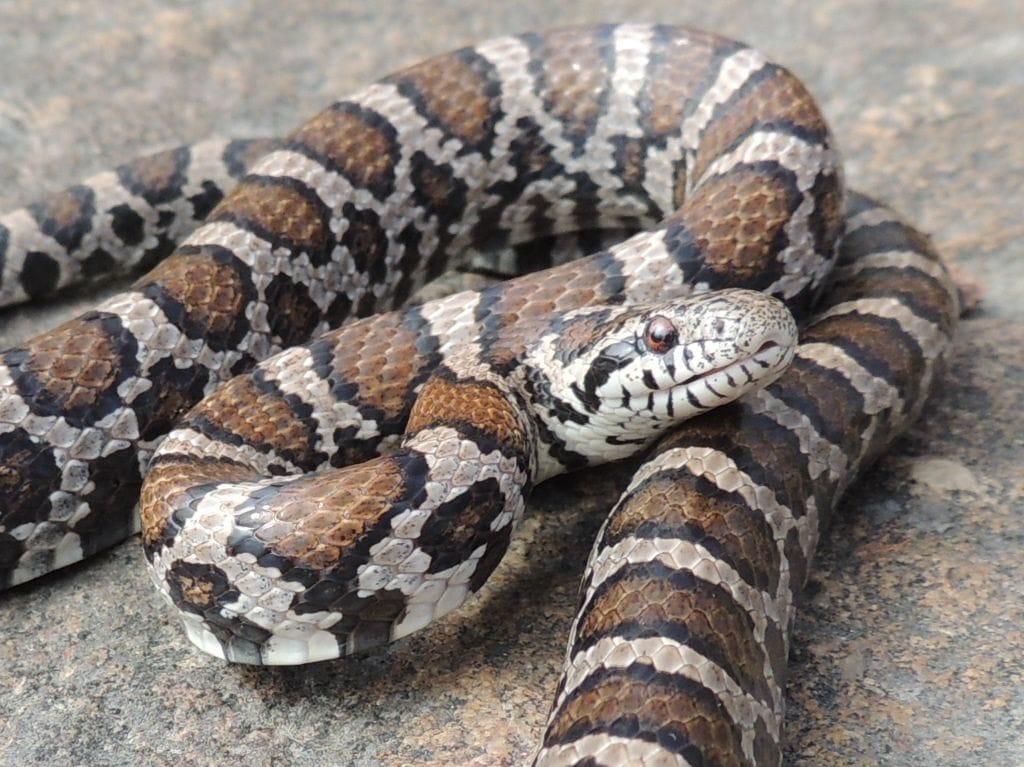 Eastern Milk Snake