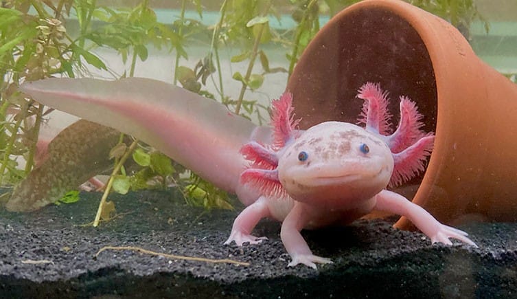 Axolotls