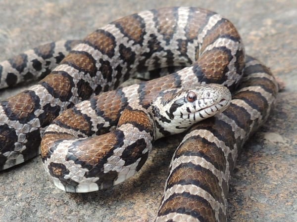 Eastern Milk Snake