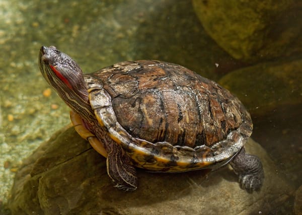 Red Eared Sliders